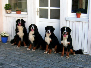 Bild 5: Landhaus Bodensee in Panormasichtlage Hunde willkommen, Wohnung 1
