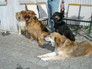 Bild 8: Landhaus Bodensee in Panormasichtlage Hunde sind herzlich willkommen. WOHNUNG 2