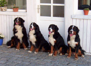 Bild 6: Landhaus Bodensee in Panormasichtlage Hunde sind herzlich willkommen. WOHNUNG 3