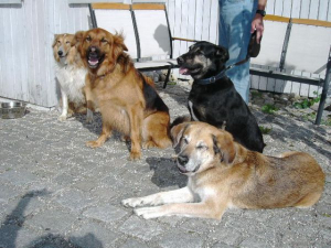 Bild 7: Landhaus Bodensee in Panormasichtlage Hunde sind herzlich willkommen. WOHNUNG 3