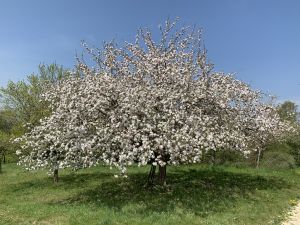 Apfelblüte im Frühjahr - Bild 15: Ferienwohnung Renz Halbinsel Höri, Gaienhofen - Horn am Bodensee