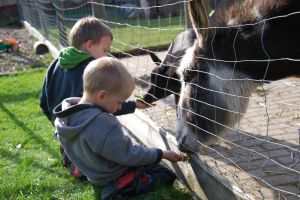 Mit unseren Tieren haben die Kinder großen Spaß. - Bild 8: Ferienhof Katzenmaier - Bauernhofurlaub am Bodensee für die ganze Familie